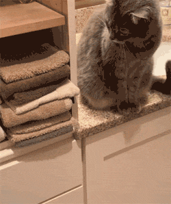 这只猫的爪不小心勾了一条毛巾掉地上，竟觉得挺好玩，于是就... - 2