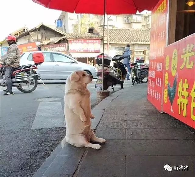 小胖狗每天在卤肉摊前卖萌等肉吃，没想到还火到了日本…… - 3