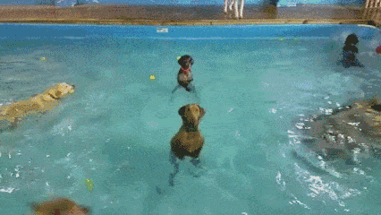 狗子下水之后发现就自己不会游泳，好尴尬呀… - 1