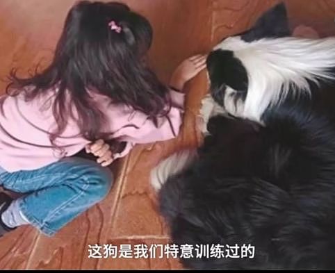 自闭症儿童的心理陪伴犬被盗！网友：小偷把孩子们的希望偷走了…… - 10