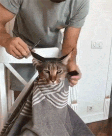 男子给猫理发，以为它会不听话，没想到它居然这么配合！ - 2