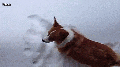 狗子看见雪反应大不同，二哈吃雪柴犬深沉，金毛最不稳重直接往门上撞…… - 5