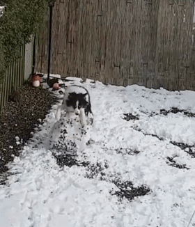 北方狗狗会滚雪球——来玩打雪仗不，输了住院的那种！ - 5
