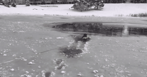 超暖！狗狗掉进冰湖无法动弹，消防员蜀黍冒险将它救起！ - 3