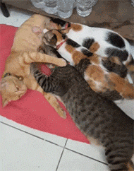 这只猫妈妈在喂奶，但一看这些小猫也太大了只还吃奶，没想到... - 1