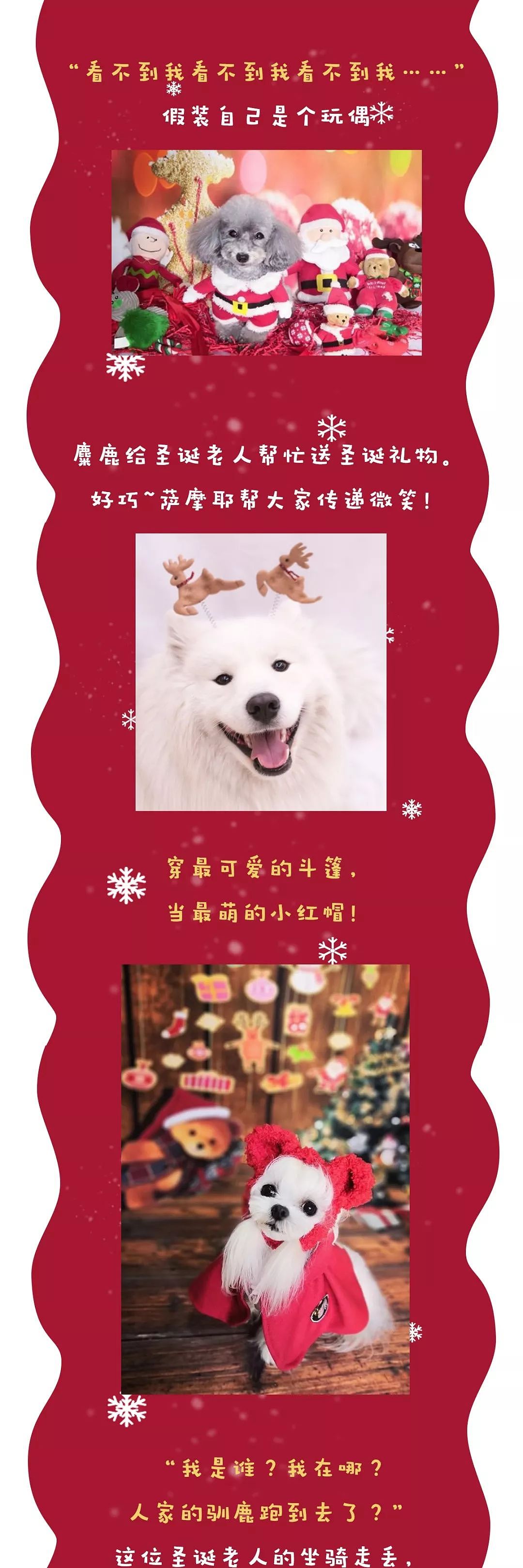 当你还在想怎样安心过圣诞的时候，人家的狗已经在装饰圣诞树了！ - 16