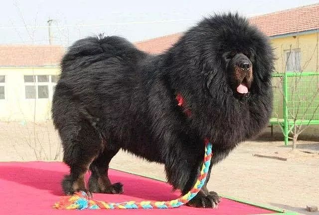 这种狗曾经是中国最贵的狗，如今却连流浪狗都不如…… - 4