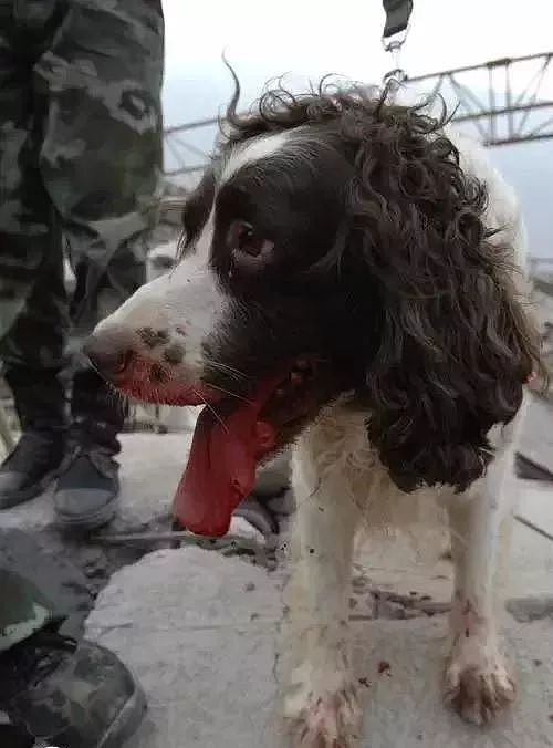 参与过汶川地震救援的最后一只搜救犬去世，“沈虎，愿你一路走好…” - 11