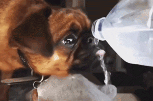 狗狗用杯子喝水，边喝边翻白眼：人类的生活方式真糟糕！ - 7