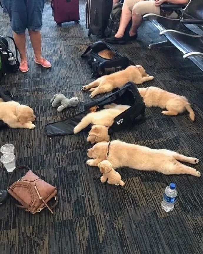 航班延误，一群旅客竟然躺在地上睡觉，这也太过分...萌了吧！ - 1
