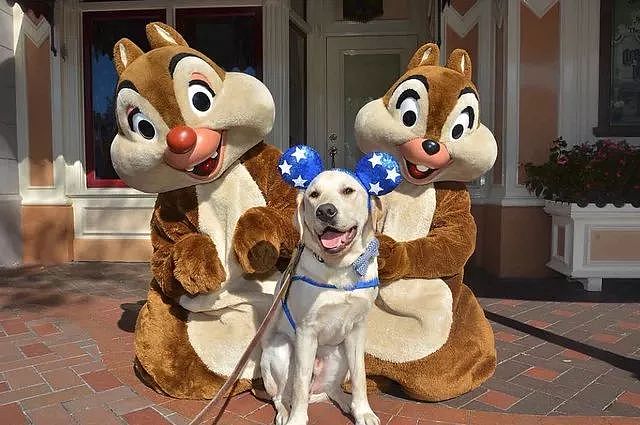 为缓解服务犬的训练压力，训导员想出了新方式，带它们去迪士尼乐园！ - 8