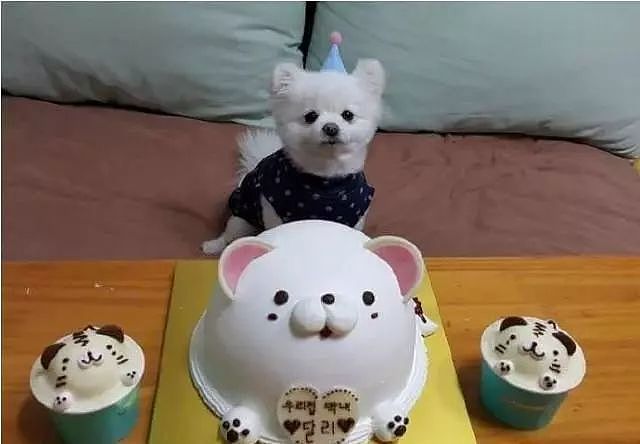 当狗狗收到生日蛋糕，脸上的表情绝了…… - 1