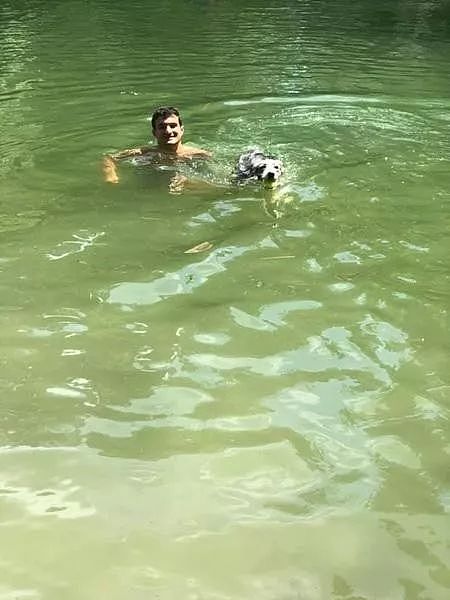 美国4只宠物狗在湖里游泳之后，相继死亡！ - 2