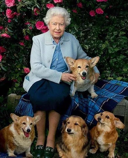 英国女王的最后一只柯基去世，她决定不再养狗..... - 2