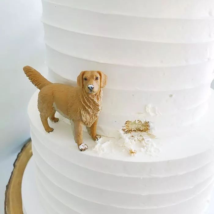 新人带着狗举办婚礼，可大家的注意力却在婚礼蛋糕上... - 8