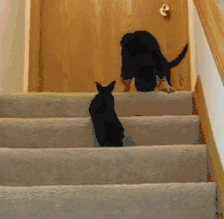 小德牧不敢下楼梯，小兔子一看这种情况，“来，跟着我” - 1