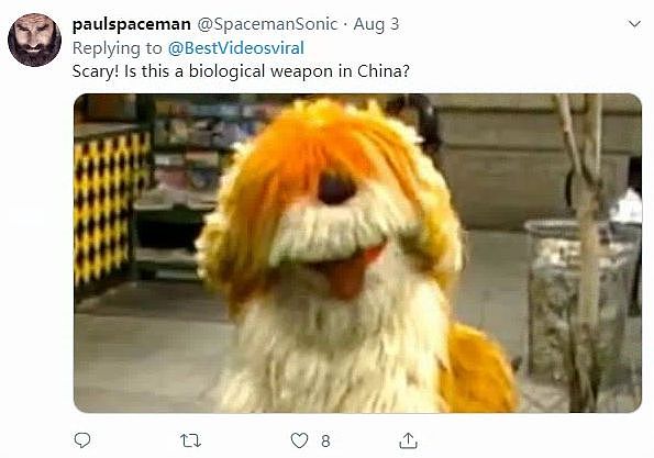 外国人第一次看见松狮的反应：这是中国的生物武器吗？ - 6
