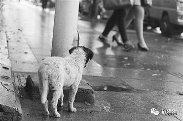 中国平均每年有4000万只流浪狗，我们究竟还能做些什么…… - 13