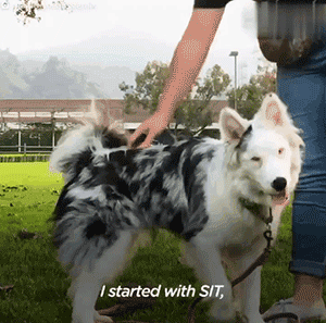 领养了一只又聋又瞎的狗狗，为了和它交流，她发明了一套手语 - 8