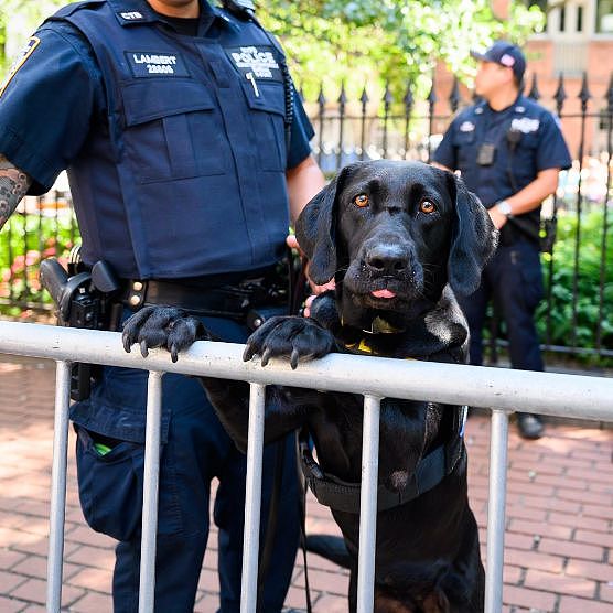 警局淘汰了“不合格”的小警犬，结果被市民抢着领养 - 10