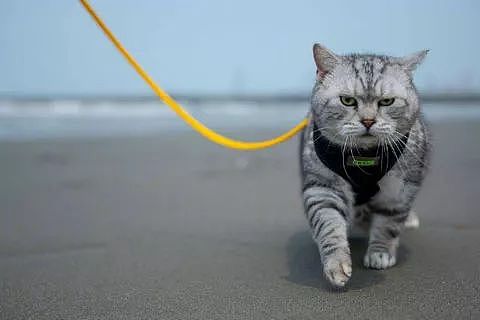主人第一次带猫到沙滩海边，以为它会害怕，没想到，一落地后... - 10