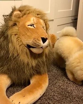 主人买了只狮子玩偶给小博美，以为它会很害怕，没想到..... - 4