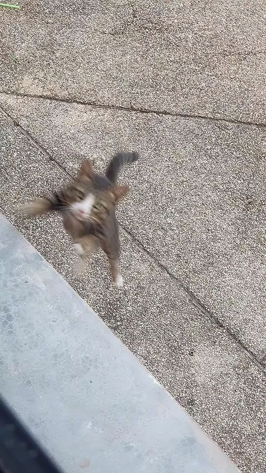 这只猫发现有人在偷拍自己，它的反应也太神速了，笑屎了... - 3