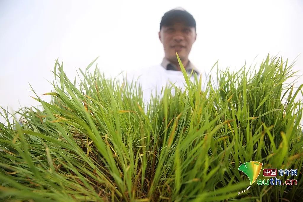 太了不起了，中国又创造了一个世界奇迹：在沙漠种出水稻 - 4