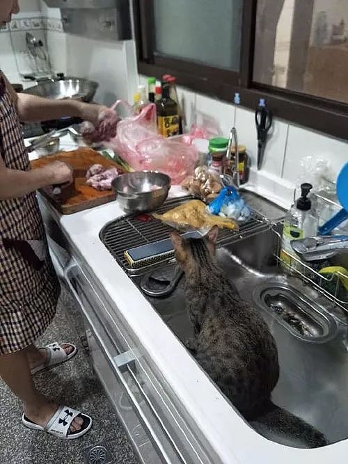 妈妈说晚餐会多一盘肉，猫就全程在洗手槽里盯着，这表情笑死！ - 2