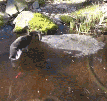 网友家的水池结冰了，但猫还是想抓里面的鱼，结果... - 3