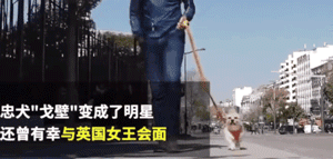 中国流浪狗跨国参加巴黎马拉松：它通过奔跑改变了命运 - 6