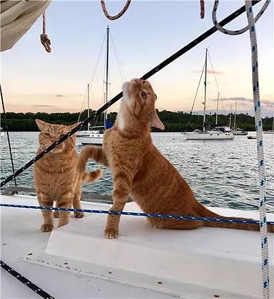 出生不久的小浪猫，遇到水手大哥后，不仅学会海上生存技能，还... - 14