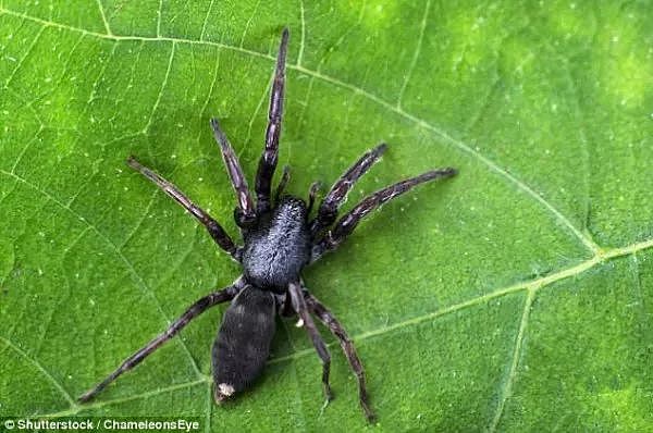 小心 |澳洲有8000种蜘蛛，但其实只有这2种能致人死亡... - 5