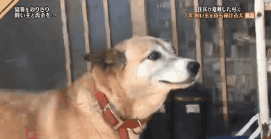 日本福岛大地震后，百只柴犬依旧死守家园… - 7