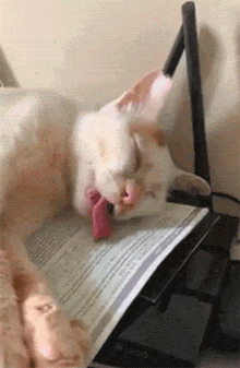 这只猫睡着了，但是舌头却好不安份，一直这样舔着，笑到头秃！ - 2