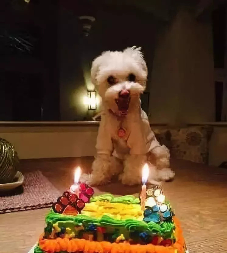 狗狗看到蛋糕的高兴样，你还觉得买蛋糕这事多余吗？ - 15