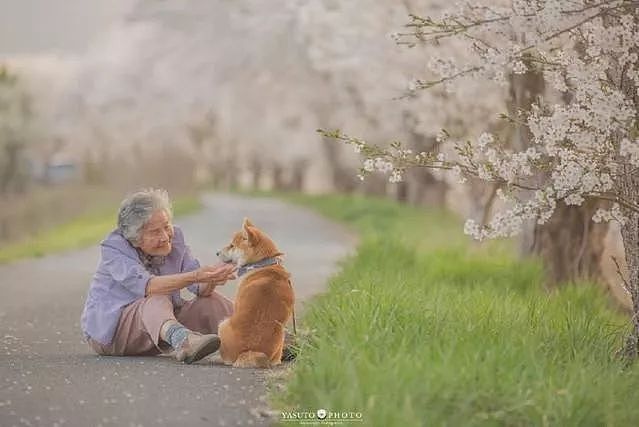 暖心！日本摄影师镜头下的奶奶和柴犬，这组照片治愈了无数网友…… - 3