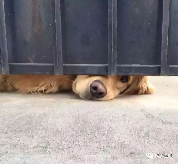 这只狗狗每天都会趴在门缝等人来摸它，不摸还生气！ - 5