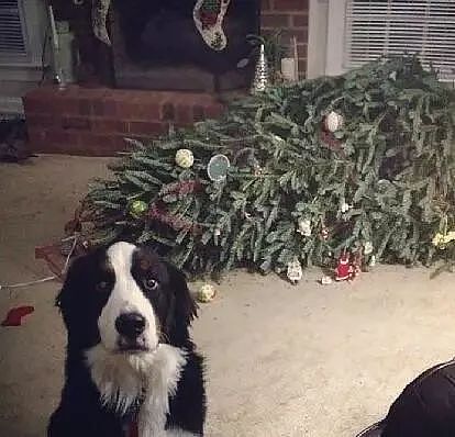 当你还在想怎样安心过圣诞的时候，人家的狗已经在装饰圣诞树了！ - 7