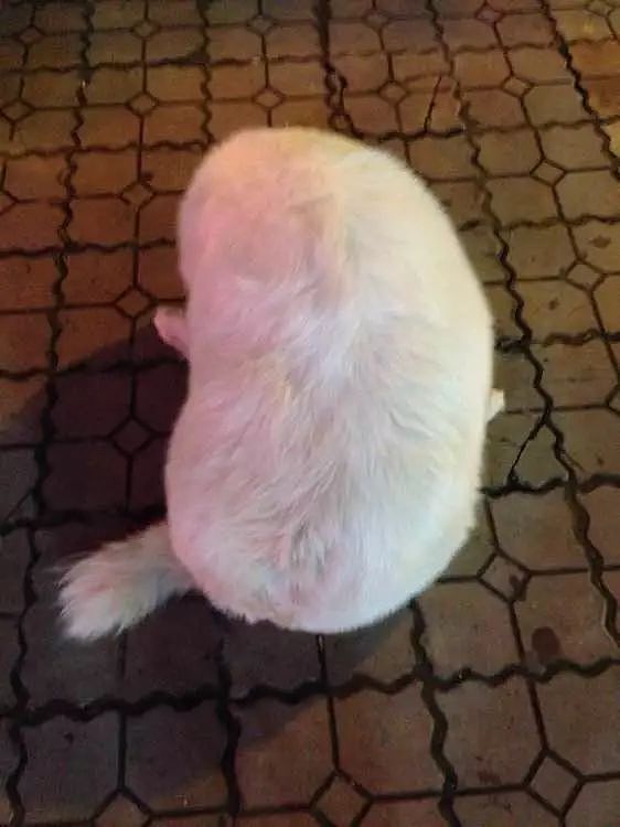 网友家的狗过年胖了6斤，主人：我为了给它减肥都遛瘦了！ - 4