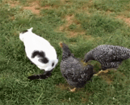 这猫在吃草，几只鸡跑过来，误把它的尾巴当成虫子啄，结果... - 3