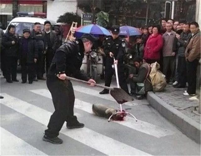 蒲江的警察蜀黍只用一招，就让养狗人“束手就擒”… - 5