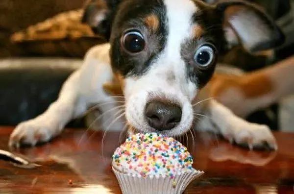 当狗狗收到生日蛋糕，脸上的表情绝了…… - 6