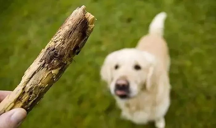 和狗狗玩捡树枝游戏，可这货叼回来的东西却让人笑喷了...... - 1