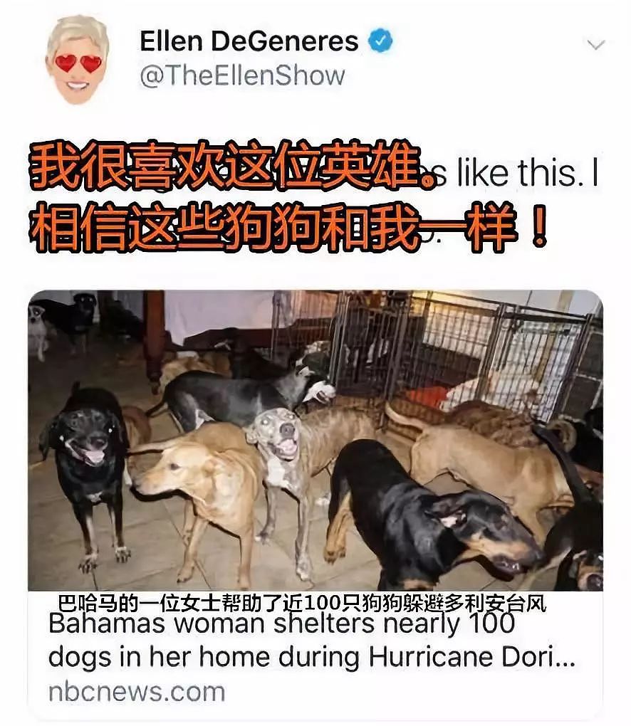 超强台风来袭，她将97只流浪狗带回家，但没想到…… - 7