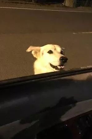 网友三度被“抢劫”，狗狗扒在车窗上：终于等到你啦！ - 6