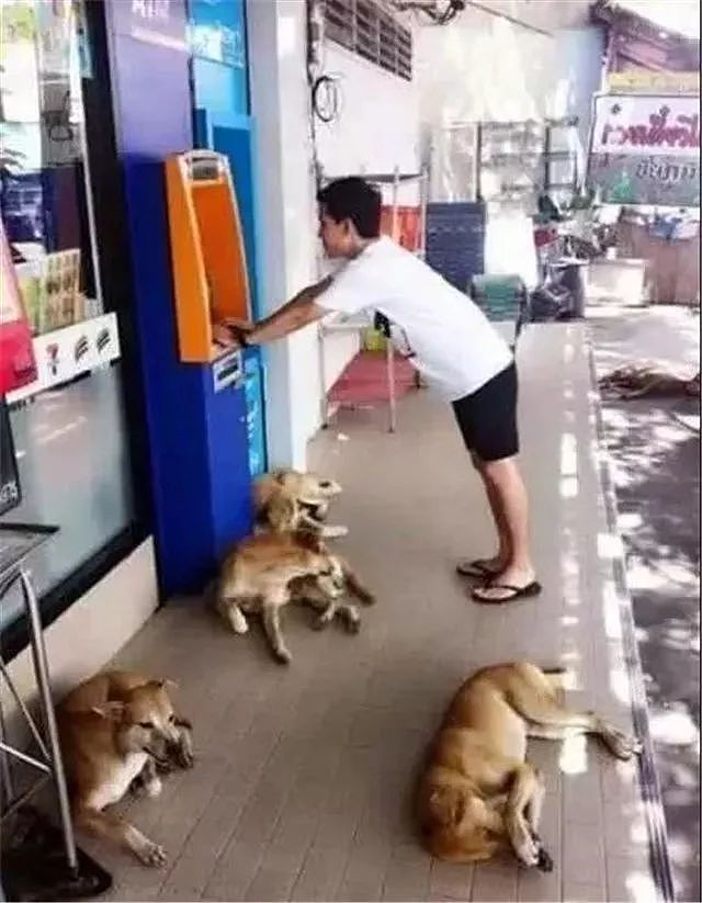 你大概不知道泰国的流浪狗有多幸福吧！ - 8