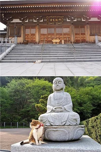 日本猫寺里住着30多只猫，竟比僧人还多，又想骗我去当和尚？ - 1