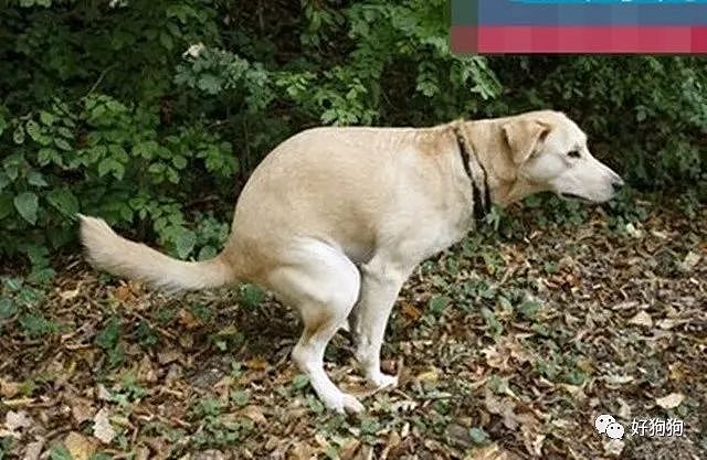 狗狗的便便偏软或出现拉稀现象，都是狗狗不健康的危险信号…… - 3