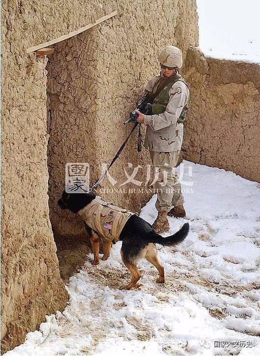 一只军犬的使命：战争时期冲锋陷阵，和平时代保驾护航 - 8